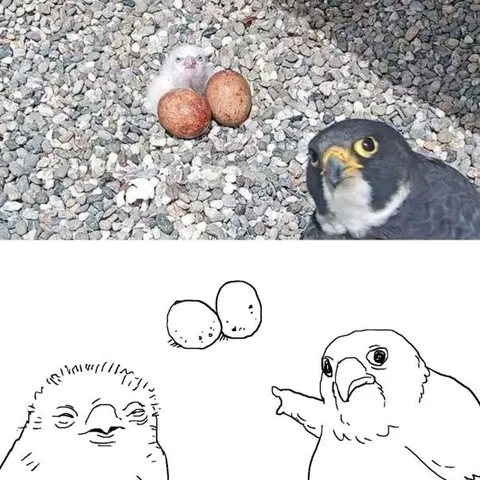 Птенец и грозный сокол