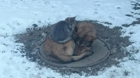 Кот греется на собаке