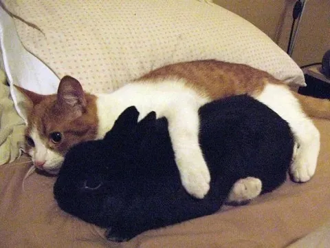 Кот обнимает чёрного кота