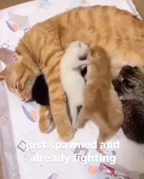 Newborn Kittens Already Fighting