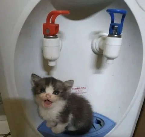 Anak Kucing di Wadah Air