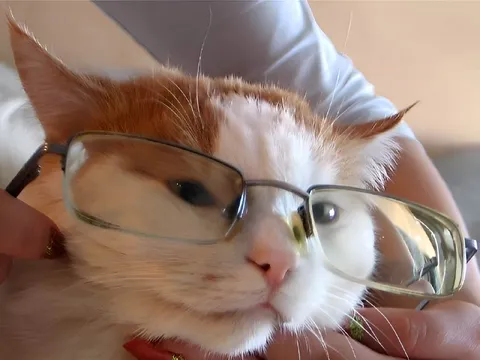 Кот в слишком больших очках