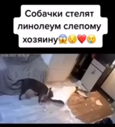 Собачки стелят линолеум