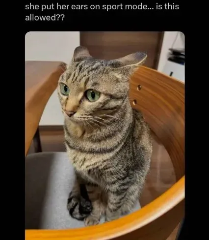 Cat Puts Her Ears on Sport Mode