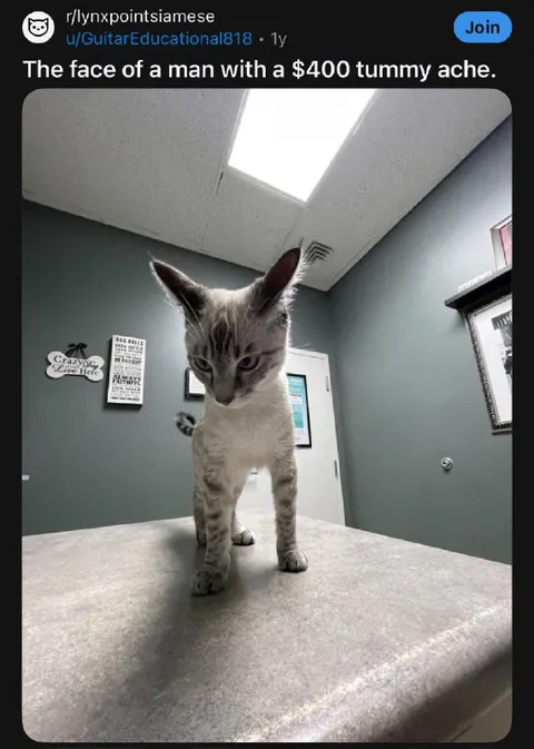 Cat With a $400 Tummy Ache