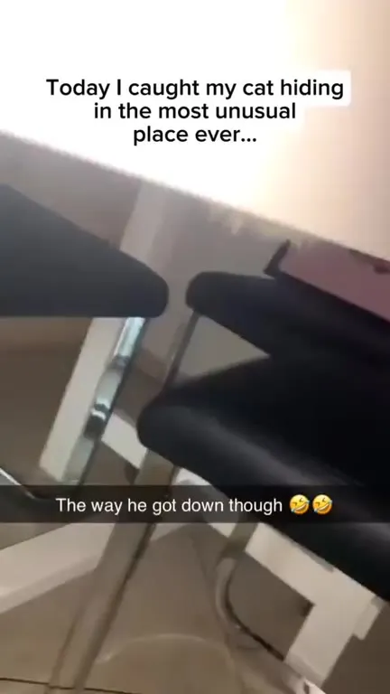 Cat Hiding Under a Chair