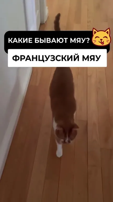 Какие бывают мяу