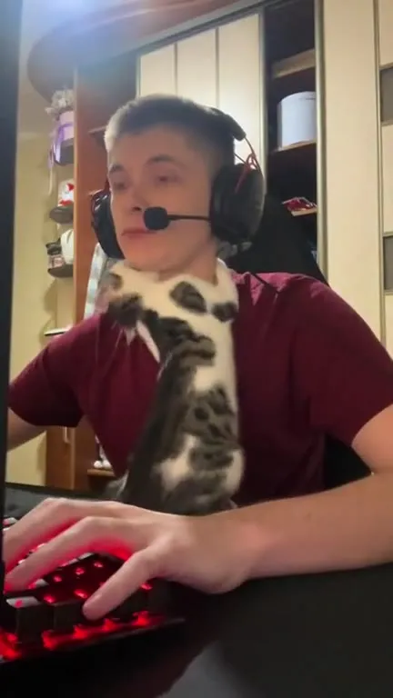 Кот мешает геймеру играть