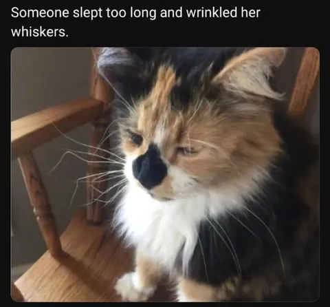 Cat With Wrinkled Whiskers