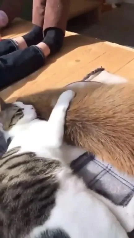 Капибара обнимает кота