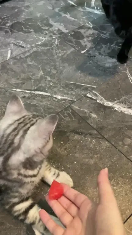 Котик пробует арбуз
