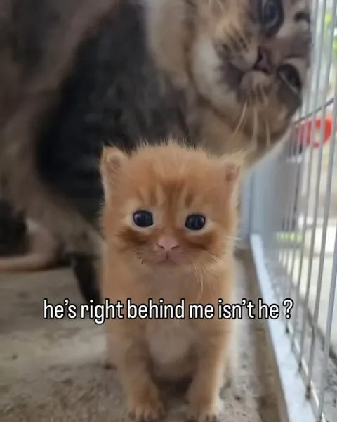 Kitten Checks Behind Him
