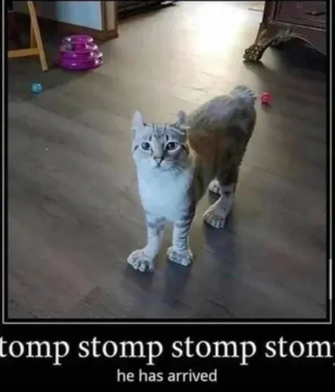 Stomping Cat Has Arrived