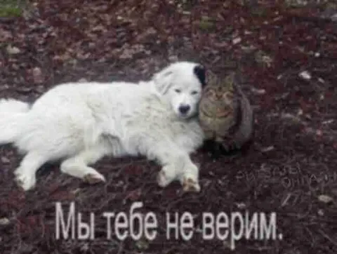 Мы тебе не верим