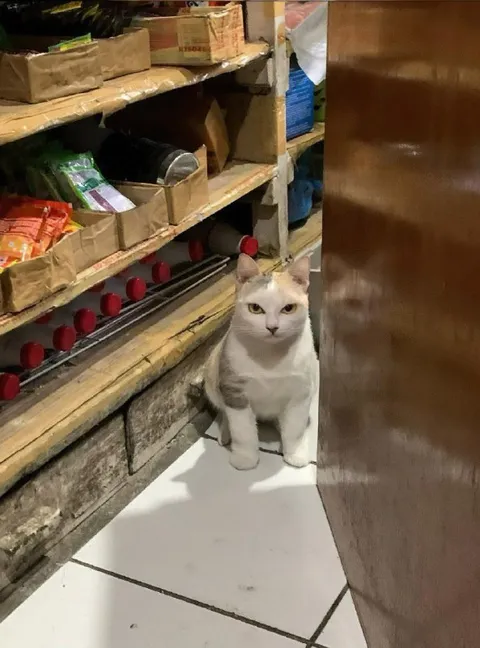 Кот в кладовке