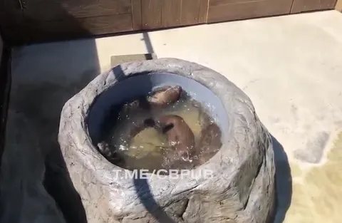 Выдры устроили водоворот