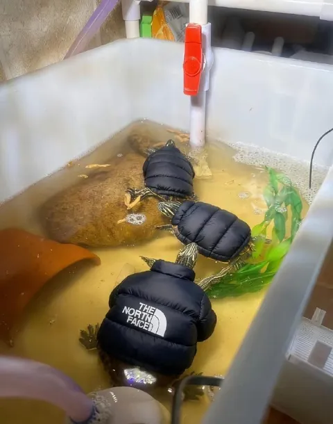 Turtles Wearing Puffer Jackets