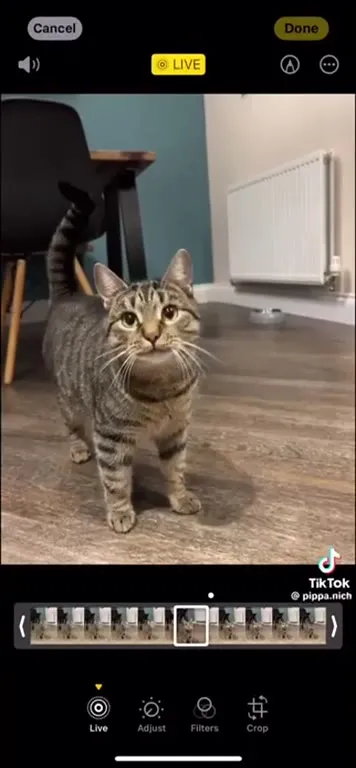 Кот поёт под Майкла Джексона