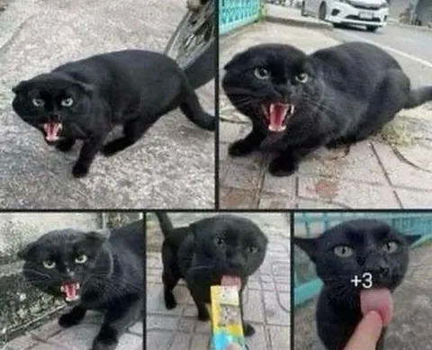 Злой чёрный кот с +3