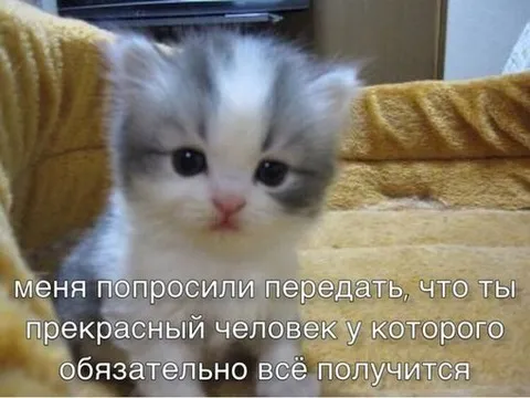 Котик передаёт слова поддержки