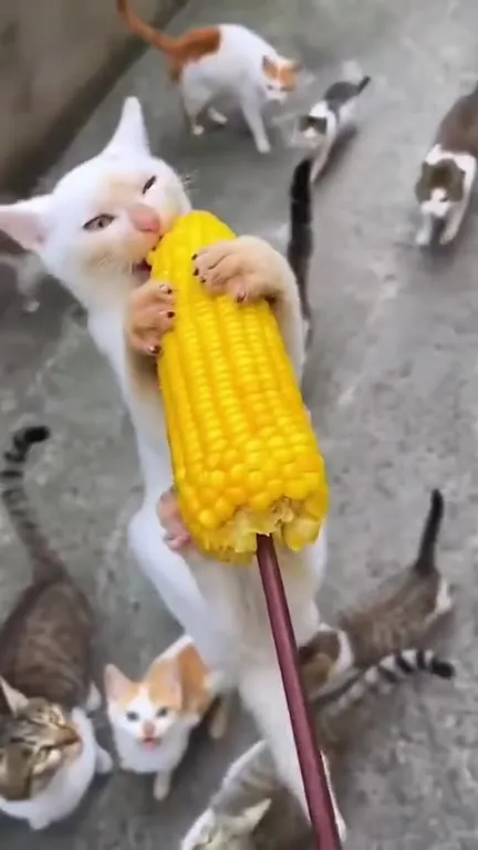 Кот танцует с кукурузой