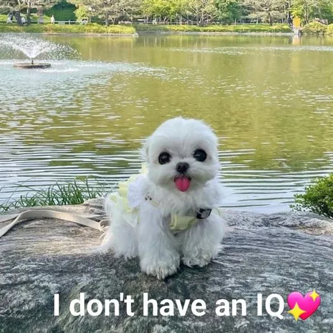 I Don't Have an IQ