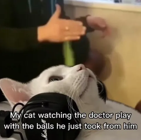 Cat Watching the Doctor