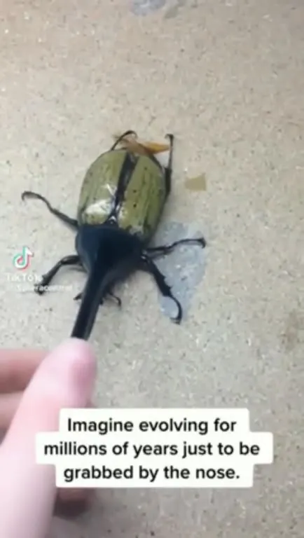 Beetle Evolution Meets Its Nose