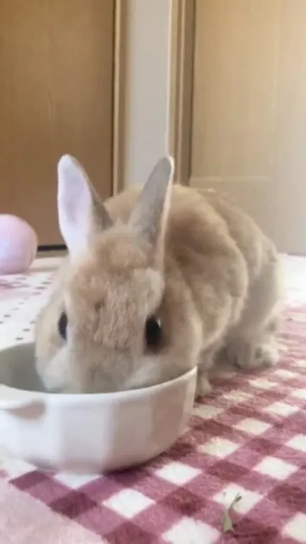 Кролик задумчиво жуёт