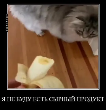 Кот отказывается от сырного продукта