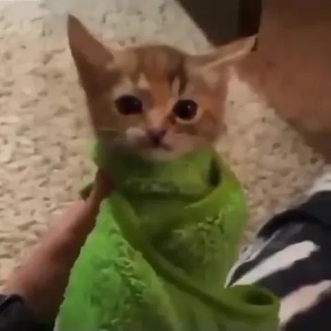 Котёнок исчезает из пелёнки