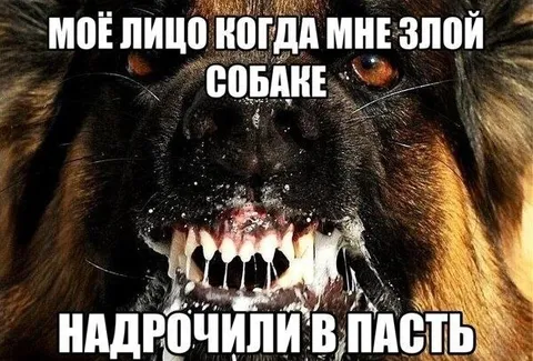 Злая морда после пакости