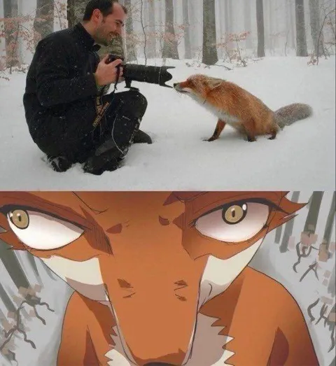 Фотограф и дерзкая лиса