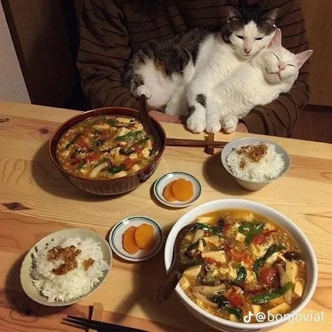 Коты пришли на ужин