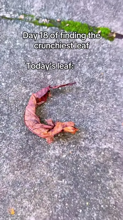 The Crunchiest Leaf Is a Shoe