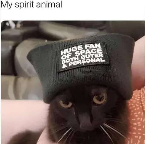 My Spirit Animal Cat
