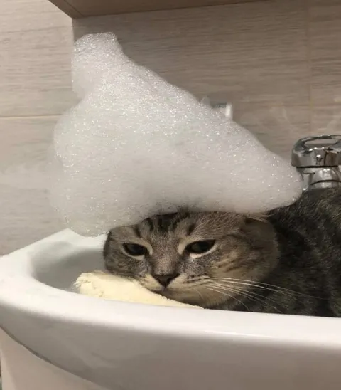 Кот в ванной под пеной