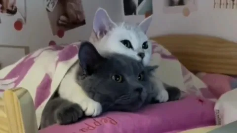 Cats Unite for Germany