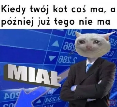Kiedy kot coś ma, a potem nie ma