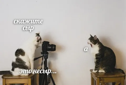 Коты не любят сыр