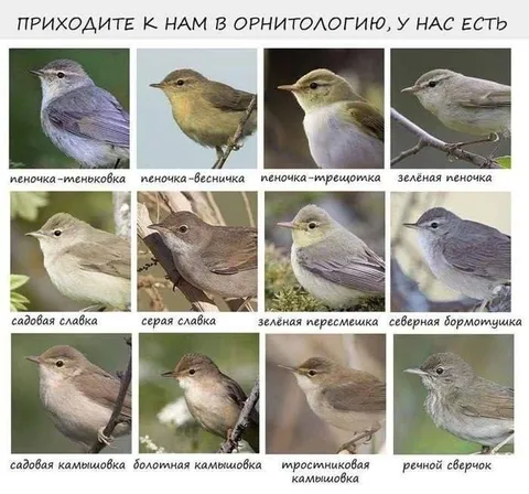 Приходите в орнитологию