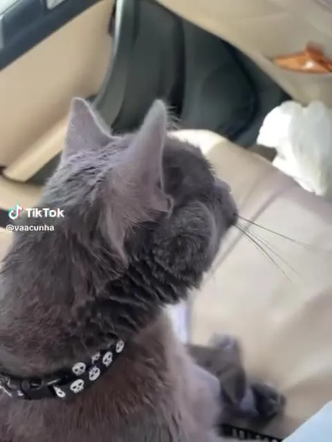 Кот под музыку в машине
