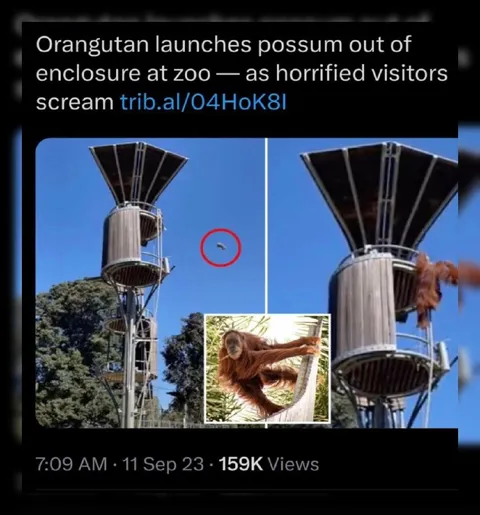 Orangutan Launches Possum