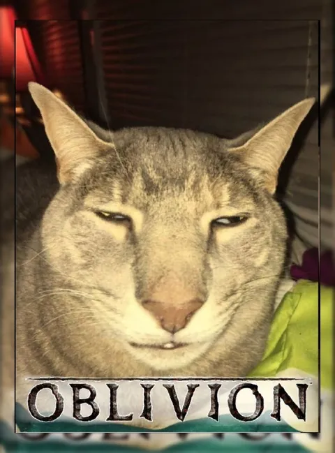 Oblivion Cat Reaction