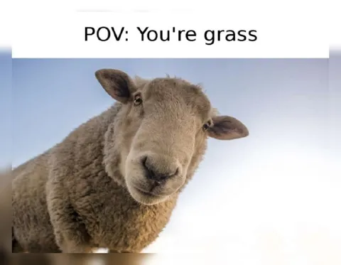 POV: You’re Grass