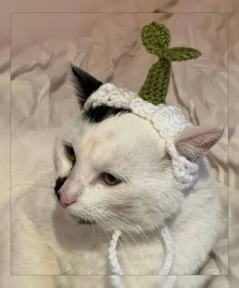 Кот в шапке-кактусе