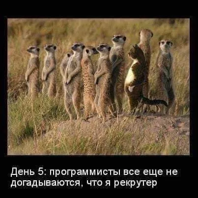 Рекрутер среди программистов