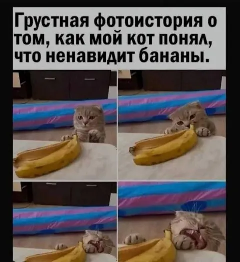 Кот ненавидит бананы