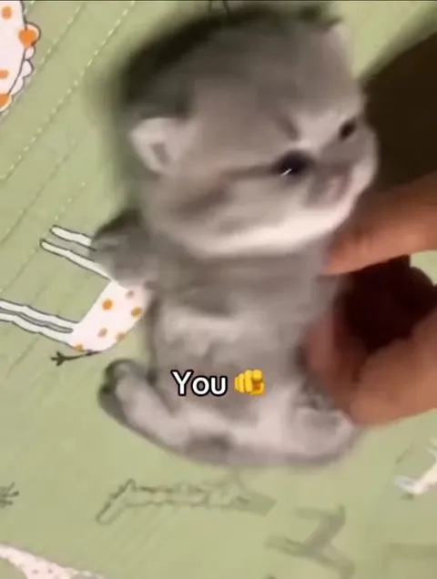 You and Tiny Cats