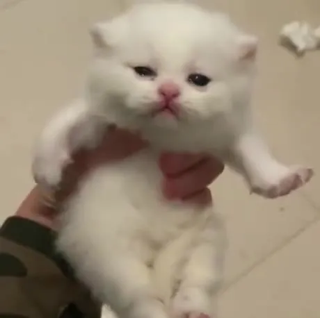 Котёнок танцует под Goo Goo Muck